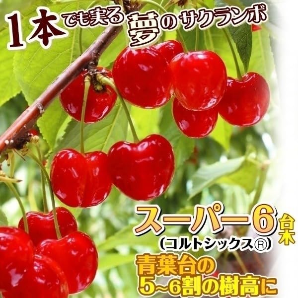 Amazon.co.jp: 果樹苗 サクランボ 紅きらりPVP スーパー6(矮性台